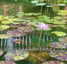 Photo of lilly pads on a pond. Links to Closely Held Business Stock